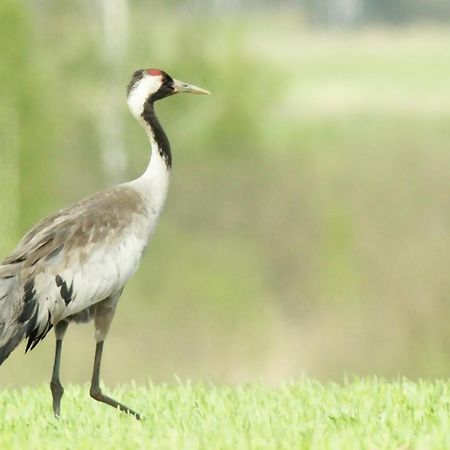 Pokoje Goscinne "Tak Lubisz" Gardna Wielka エクステリア 写真