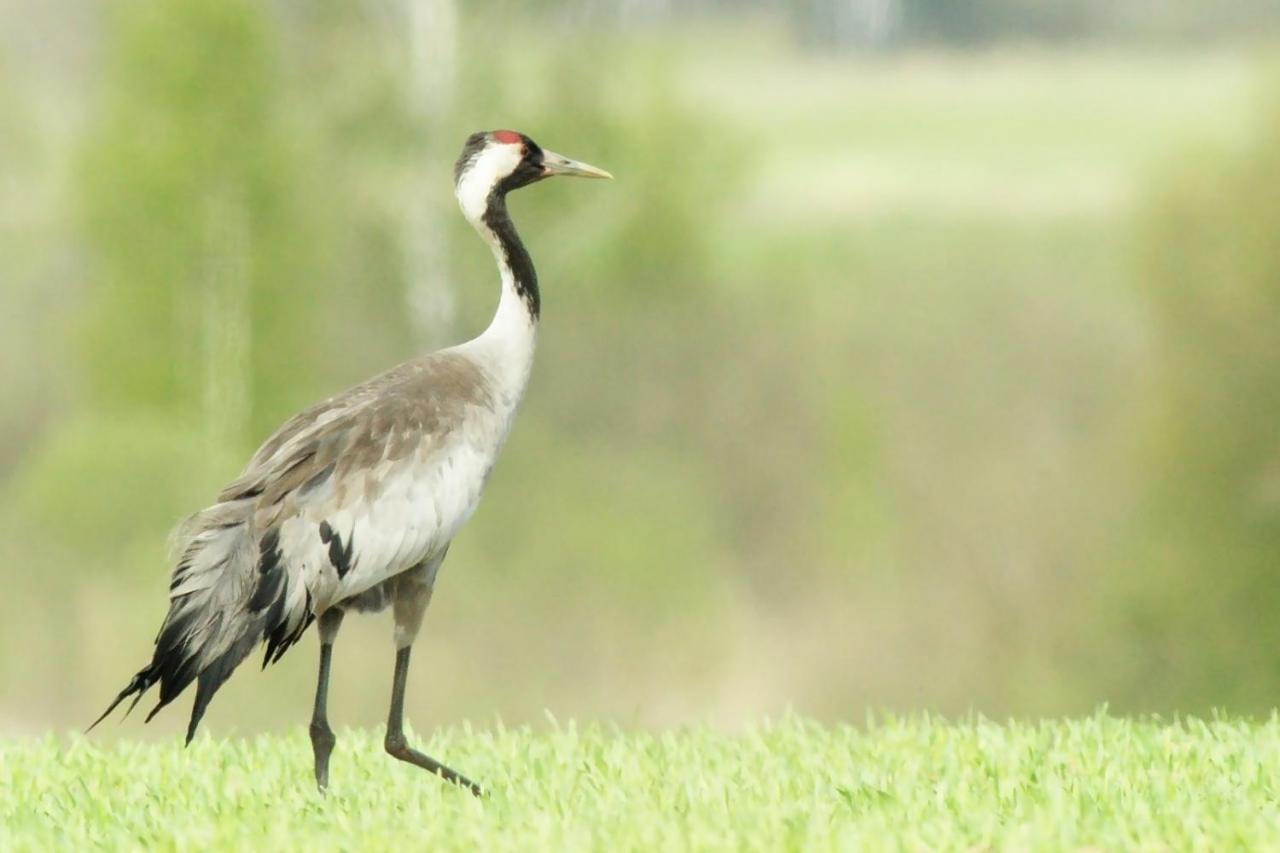 Pokoje Goscinne "Tak Lubisz" Gardna Wielka エクステリア 写真